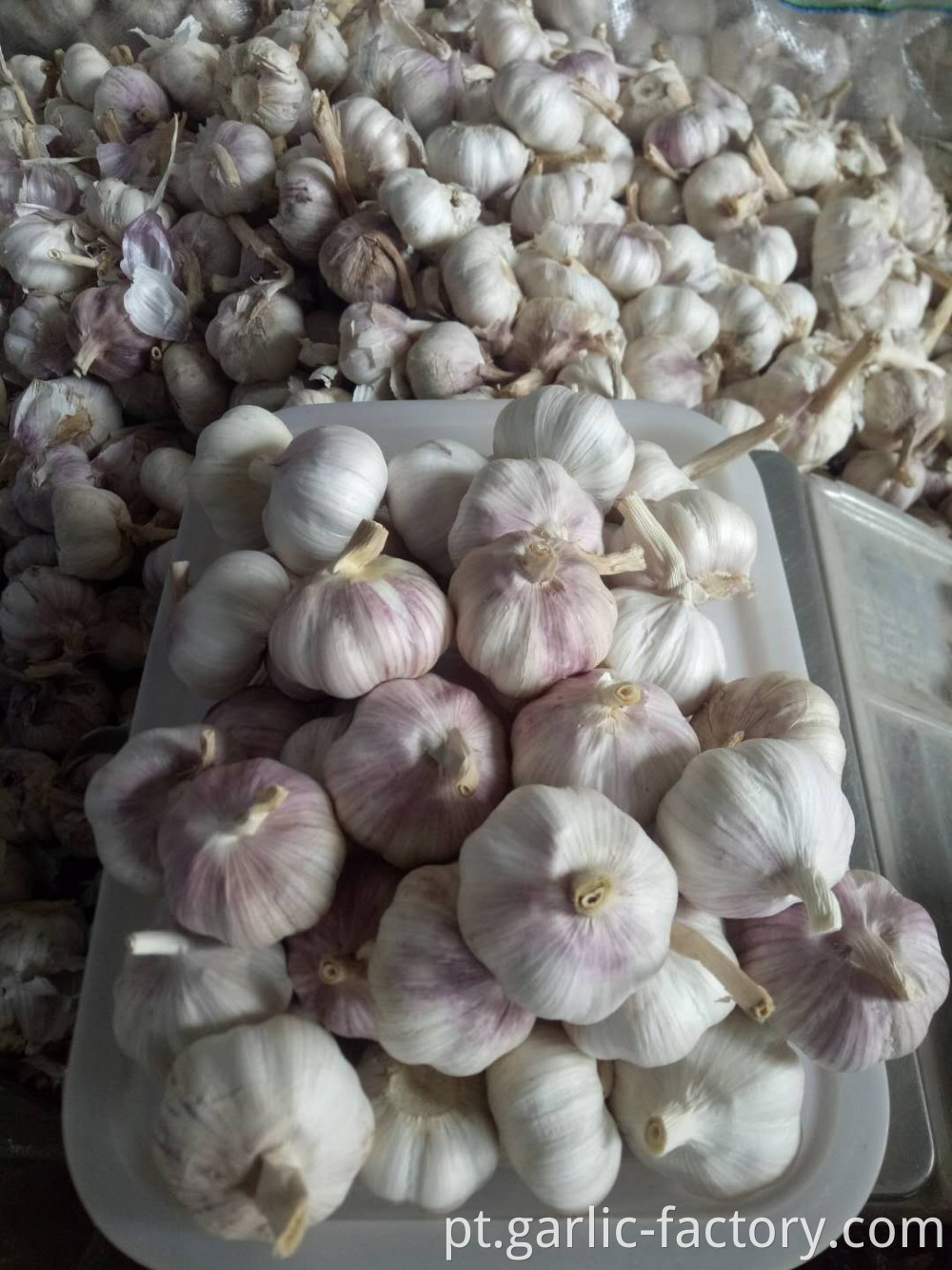 Jin xiang Garlic market